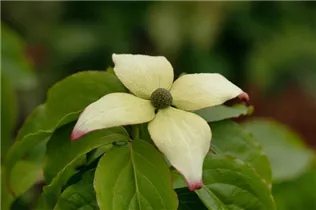 Cornus kousa chinensis 'Claudia' - Japanischer Blumen-Hartriegel 'Claudia'