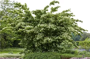 Cornus kousa chinensis 'Kreuzdame' - Japanischer Blumen-Hartriegel 'Kreuzdame'
