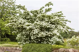Cornus kousa chinensis 'Kreuzdame' - Japanischer Blumen-Hartriegel 'Kreuzdame'