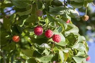 Cornus kousa chinensis 'Kreuzdame' - Japanischer Blumen-Hartriegel 'Kreuzdame'