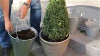 - Buchsbaum - Einpflanzen in ein Gefäß  - Buchsbaum - Einpflanzen in ein Gefäß