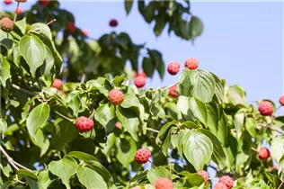 Cornus kousa chinensis 'Kreuzdame' - Japanischer Blumen-Hartriegel 'Kreuzdame'