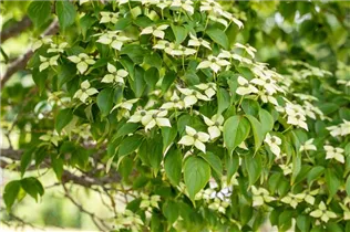 Cornus kousa chinensis 'Kreuzdame' - Japanischer Blumen-Hartriegel 'Kreuzdame'