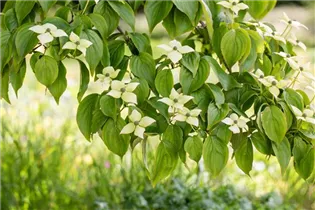 Cornus kousa chinensis 'Kreuzdame' - Japanischer Blumen-Hartriegel 'Kreuzdame'