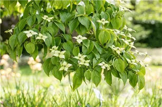 Cornus kousa chinensis 'Kreuzdame' - Japanischer Blumen-Hartriegel 'Kreuzdame'