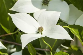 Cornus kousa chinensis 'Milky Way' - Japanischer Blumen-Hartriegel 'Milky Way' Cornus kousa chinensis 'Milky Way' - Japanischer Blumen-Hartriegel 'Milky Way'