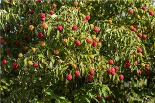 Cornus kousa chinensis 'Milky Way' - Japanischer Blumen-Hartriegel 'Milky Way' Cornus kousa chinensis 'Milky Way' - Japanischer Blumen-Hartriegel 'Milky Way'