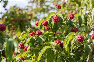 Cornus kousa chinensis 'Milky Way' - Japanischer Blumen-Hartriegel 'Milky Way' Cornus kousa chinensis 'Milky Way' - Japanischer Blumen-Hartriegel 'Milky Way'