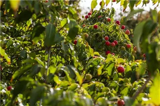 Cornus kousa chinensis 'Milky Way' - Japanischer Blumen-Hartriegel 'Milky Way' Cornus kousa chinensis 'Milky Way' - Japanischer Blumen-Hartriegel 'Milky Way'
