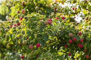 Cornus kousa chinensis 'Milky Way' - Japanischer Blumen-Hartriegel 'Milky Way' Cornus kousa chinensis 'Milky Way' - Japanischer Blumen-Hartriegel 'Milky Way'