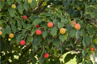 Cornus kousa chinensis 'Milky Way' - Japanischer Blumen-Hartriegel 'Milky Way' Cornus kousa chinensis 'Milky Way' - Japanischer Blumen-Hartriegel 'Milky Way'