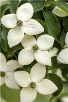 Cornus kousa chinensis 'Wieting´s Select' - Japanischer Blumen-Hartriegel 'Wieting´s Select' Cornus kousa chinensis 'Wieting´s Select' - Japanischer Blumen-Hartriegel 'Wieting´s Select'