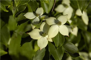 Cornus kousa chinensis 'Wieting´s Select' - Japanischer Blumen-Hartriegel 'Wieting´s Select' Cornus kousa chinensis 'Wieting´s Select' - Japanischer Blumen-Hartriegel 'Wieting´s Select'