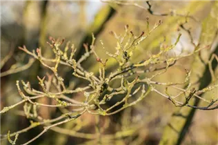 Cornus kousa chinensis 'Wieting´s Select' - Japanischer Blumen-Hartriegel 'Wieting´s Select' Cornus kousa chinensis 'Wieting´s Select' - Japanischer Blumen-Hartriegel 'Wieting´s Select'