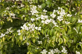 Cornus kousa 'Gold Star' - Japanischer Blumen-Hartriegel 'Gold Star'