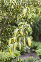Cornus kousa 'Gold Star' - Japanischer Blumen-Hartriegel 'Gold Star'