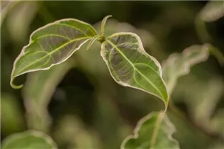 Cornus kousa 'Samaritan' - Japanischer Blumen-Hartriegel 'Samaritan'