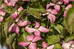 Cornus kousa 'Scarlet Fire'® - Japanischer Blumen-Hartriegel 'Scarlet Fire'® Cornus kousa 'Scarlet Fire'® - Japanischer Blumen-Hartriegel 'Scarlet Fire'®