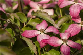 Cornus kousa 'Scarlet Fire'® - Japanischer Blumen-Hartriegel 'Scarlet Fire'® Cornus kousa 'Scarlet Fire'® - Japanischer Blumen-Hartriegel 'Scarlet Fire'®