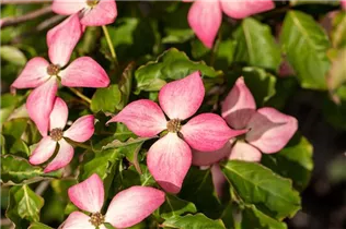 Cornus kousa 'Scarlet Fire'® - Japanischer Blumen-Hartriegel 'Scarlet Fire'® Cornus kousa 'Scarlet Fire'® - Japanischer Blumen-Hartriegel 'Scarlet Fire'®