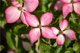 Cornus kousa 'Scarlet Fire'® - Japanischer Blumen-Hartriegel 'Scarlet Fire'® Cornus kousa 'Scarlet Fire'® - Japanischer Blumen-Hartriegel 'Scarlet Fire'®
