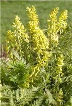 Corydalis lutea - Gelbblühender Scheinlerchensporn