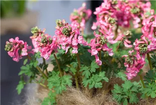 Corydalis solida 'Beth Evans' - Lerchensporn 'Beth Evans' Corydalis solida 'Beth Evans' - Lerchensporn 'Beth Evans'