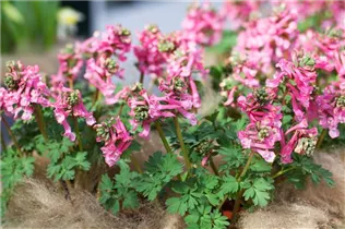 Corydalis solida 'Beth Evans' - Lerchensporn 'Beth Evans' Corydalis solida 'Beth Evans' - Lerchensporn 'Beth Evans'