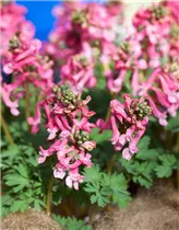 Corydalis solida 'Beth Evans' - Lerchensporn 'Beth Evans' Corydalis solida 'Beth Evans' - Lerchensporn 'Beth Evans'