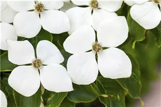 Cornus kousa 'White Fountain' - Japanischer Blumen-Hartriegel 'White Fountain'