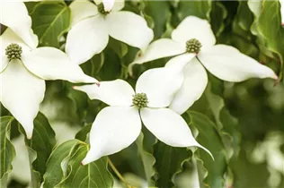 Cornus kousa 'White Fountain' - Japanischer Blumen-Hartriegel 'White Fountain'