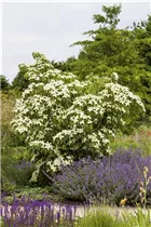 Cornus kousa 'White Fountain' - Japanischer Blumen-Hartriegel 'White Fountain'