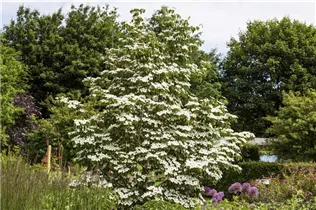 Cornus kousa 'White Fountain' - Japanischer Blumen-Hartriegel 'White Fountain'
