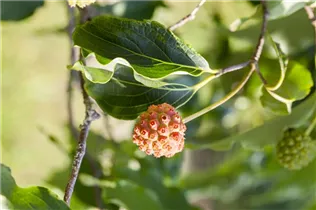 Cornus kousa 'White Fountain' - Japanischer Blumen-Hartriegel 'White Fountain'