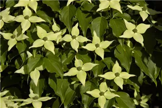 Cornus kousa 'White Fountain' - Japanischer Blumen-Hartriegel 'White Fountain'