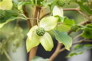 Cornus kousa 'White Fountain' - Japanischer Blumen-Hartriegel 'White Fountain'