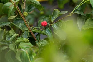 Cornus kousa 'White Fountain' - Japanischer Blumen-Hartriegel 'White Fountain'