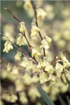 Corylopsis pauciflora - Niedrige Scheinhasel