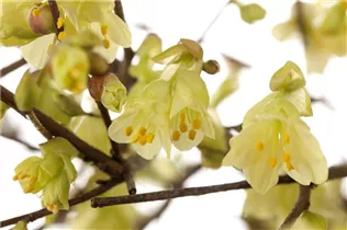 Corylopsis pauciflora - Niedrige Scheinhasel