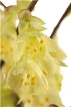 Corylopsis pauciflora - Niedrige Scheinhasel