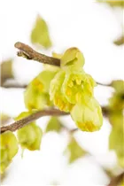 Corylopsis pauciflora - Niedrige Scheinhasel