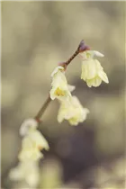 Corylopsis pauciflora - Niedrige Scheinhasel