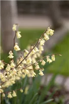 Corylopsis pauciflora - Niedrige Scheinhasel