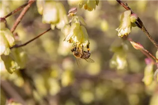 Corylopsis pauciflora - Niedrige Scheinhasel