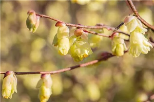 Corylopsis pauciflora - Niedrige Scheinhasel