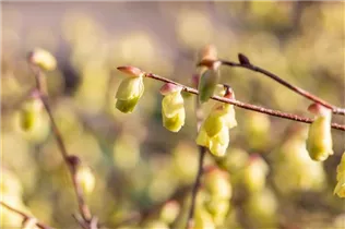 Corylopsis pauciflora - Niedrige Scheinhasel