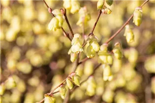 Corylopsis pauciflora - Niedrige Scheinhasel