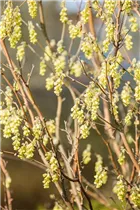 Corylopsis sinensis 'Spring Purple' - Chinesische Scheinhasel 'Spring Purple'