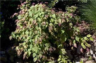 Corylopsis spicata - Hohe Scheinhasel Corylopsis spicata - Hohe Scheinhasel