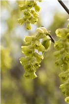 Corylopsis spicata - Hohe Scheinhasel Corylopsis spicata - Hohe Scheinhasel
